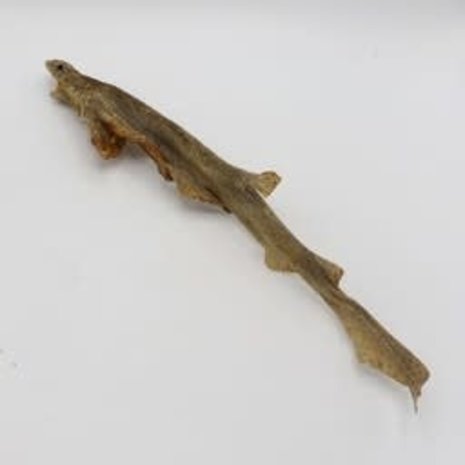 Bark-Bite Bark-Bite Fish - Hondshaai 35-50 cm Bark-Bite Bark-Bite Fish - Hondshaai 35-50 cm