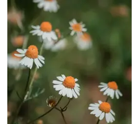 Natuly (voorheen Bio-Ron) Bio-Ron Biologische Zaden Echte Kamille - 20 gram Natuly (voorheen Bio-Ron) Bio-Ron Biologische Zaden Echte Kamille - 20 gram