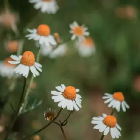 Natuly (voorheen Bio-Ron) Natuly Biologische Zaden Echte Kamille - 20 gram Natuly (voorheen Bio-Ron) Natuly Biologische Zaden Echte Kamille - 20 gram