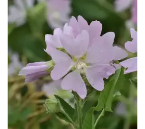 Natuly (voorheen Bio-Ron) Bio-Ron Biologische Zaden Kaasjeskruid - 20 gram Natuly (voorheen Bio-Ron) Bio-Ron Biologische Zaden Kaasjeskruid - 20 gram