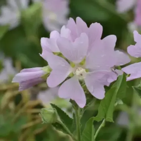 Natuly (voorheen Bio-Ron) Bio-Ron Biologische Zaden Kaasjeskruid - 20 gram Natuly (voorheen Bio-Ron) Bio-Ron Biologische Zaden Kaasjeskruid - 20 gram