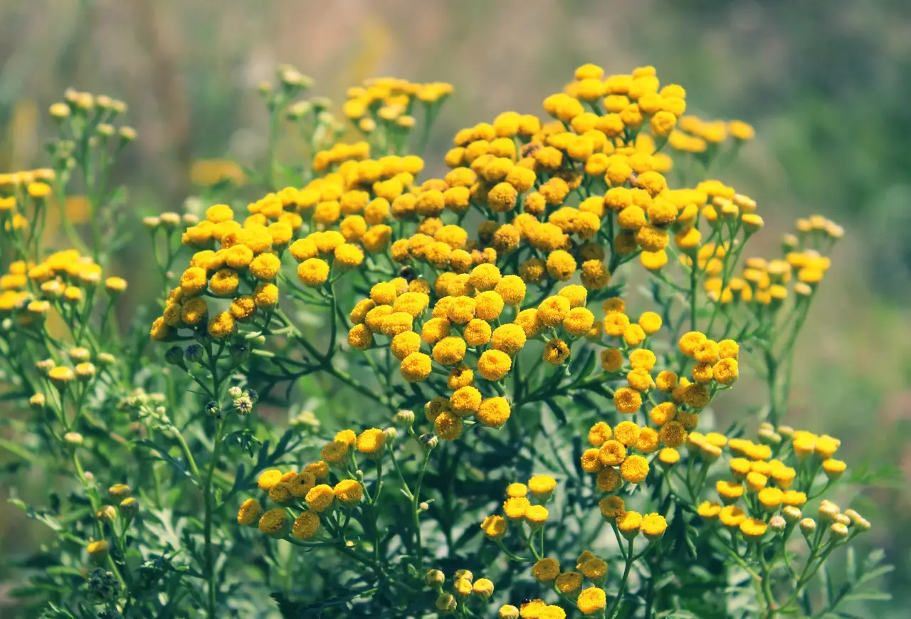 Natuly (voorheen Bio-Ron) Natuly Biologische Zaden Boerenwormkruid - 50 gram Natuly (voorheen Bio-Ron) Natuly Biologische Zaden Boerenwormkruid - 50 gram