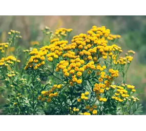 Natuly (voorheen Bio-Ron) Bio-Ron Biologische Zaden Boerenwormkruid - 50 gram Natuly (voorheen Bio-Ron) Bio-Ron Biologische Zaden Boerenwormkruid - 50 gram