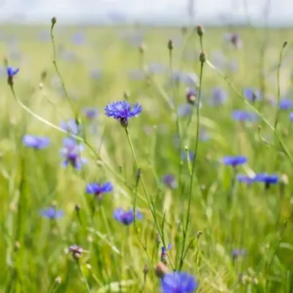 Natuly (voorheen Bio-Ron) Bio-Ron Biologische Zaden Korenbloem - 20 gram Natuly (voorheen Bio-Ron) Bio-Ron Biologische Zaden Korenbloem - 20 gram