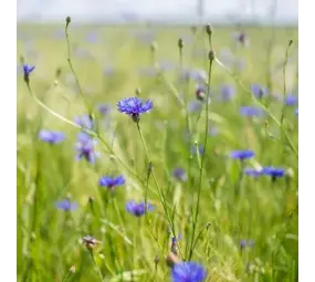 Natuly (voorheen Bio-Ron) Bio-Ron Biologische Zaden Korenbloem - 20 gram Natuly (voorheen Bio-Ron) Bio-Ron Biologische Zaden Korenbloem - 20 gram