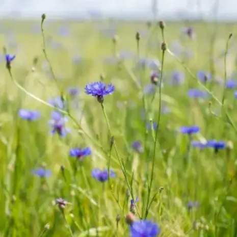 Natuly (voorheen Bio-Ron) Natuly Biologische Zaden Korenbloem - 20 gram Natuly (voorheen Bio-Ron) Natuly Biologische Zaden Korenbloem - 20 gram