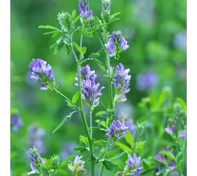 Natuly (voorheen Bio-Ron) Bio-Ron Biologische Zaden Luzerne - 100 gram Natuly (voorheen Bio-Ron) Bio-Ron Biologische Zaden Luzerne - 100 gram