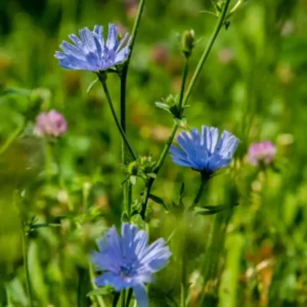 Natuly (voorheen Bio-Ron) Bio-Ron Biologische Zaden Cichorei - 50 gram Natuly (voorheen Bio-Ron) Bio-Ron Biologische Zaden Cichorei - 50 gram