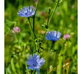 Natuly (voorheen Bio-Ron) Bio-Ron Biologische Zaden Cichorei - 50 gram Natuly (voorheen Bio-Ron) Bio-Ron Biologische Zaden Cichorei - 50 gram