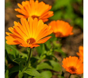 Natuly (voorheen Bio-Ron) Bio-Ron Biologische Zaden Goudsbloem - 20 gram Natuly (voorheen Bio-Ron) Bio-Ron Biologische Zaden Goudsbloem - 20 gram