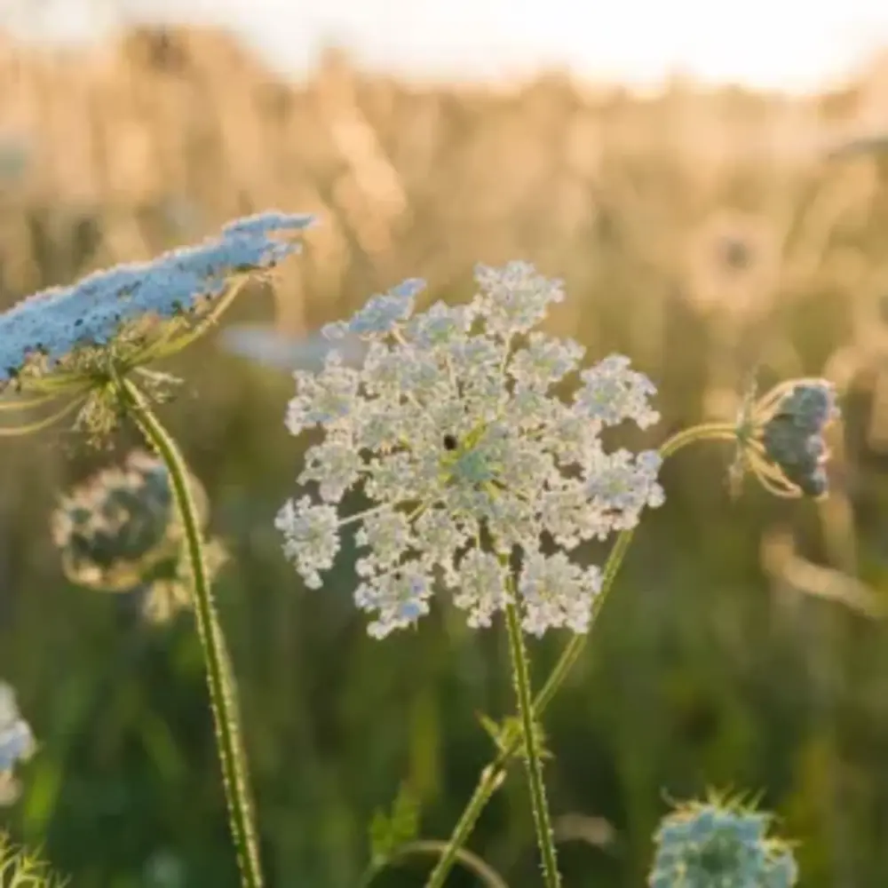 Natuly (voorheen Bio-Ron) Natuly Biologische Zaden Wilde Peen - 20 gram Natuly (voorheen Bio-Ron) Natuly Biologische Zaden Wilde Peen - 20 gram