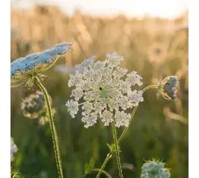 Natuly (voorheen Bio-Ron) Bio-Ron Biologische Zaden Wilde Peen - 20 gram Natuly (voorheen Bio-Ron) Bio-Ron Biologische Zaden Wilde Peen - 20 gram