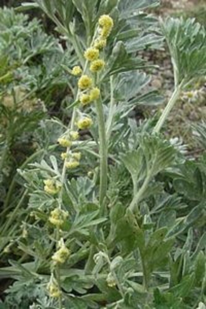 Natuly (voorheen Bio-Ron) Bio-Ron Biologische Zaden Absintalsem - 10 gram Natuly (voorheen Bio-Ron) Bio-Ron Biologische Zaden Absintalsem - 10 gram