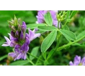 Natuly (voorheen Bio-Ron) Bio-Ron Biologische Luzernebrok Natuly (voorheen Bio-Ron) Bio-Ron Biologische Luzernebrok