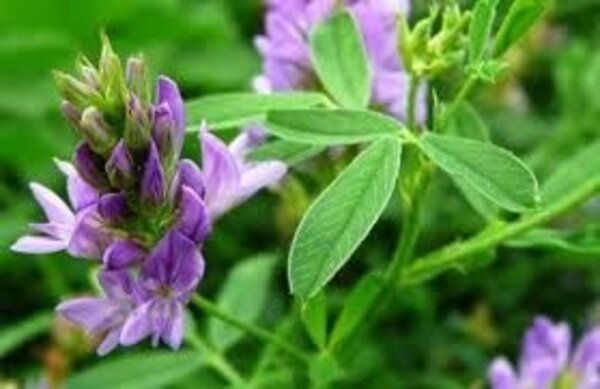 Natuly (voorheen Bio-Ron) Natuly Biologische Luzernebrok Natuly (voorheen Bio-Ron) Natuly Biologische Luzernebrok