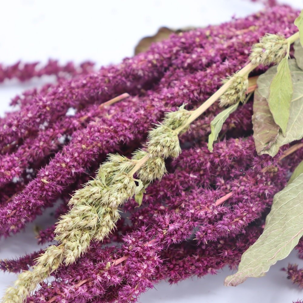 Herbimals Herbimals Amarant - 3 stuks Herbimals Herbimals Amarant - 3 stuks