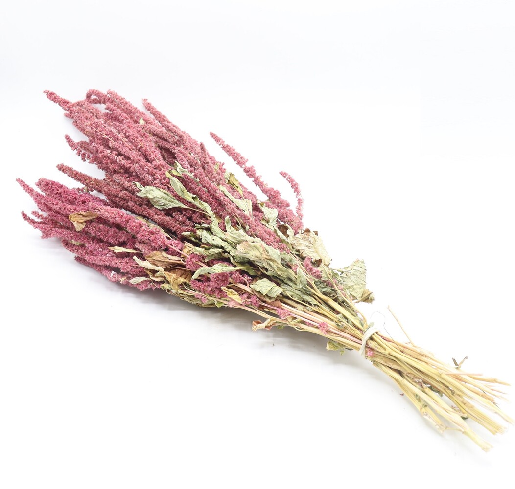 Herbimals Herbimals Amarant - struik XL Herbimals Herbimals Amarant - struik XL