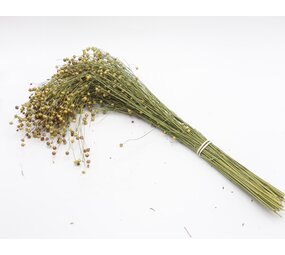 Herbimals Herbimals Lijnzaad Vlas - struik XL Herbimals Herbimals Lijnzaad Vlas - struik XL