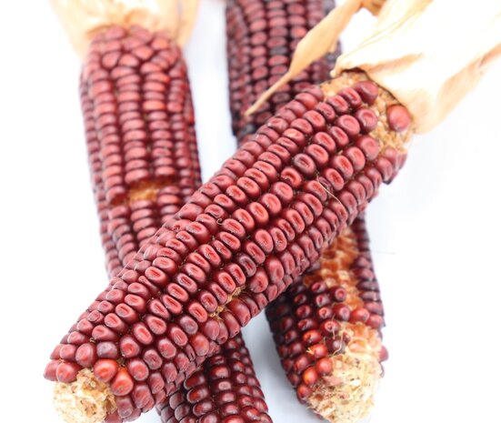 Herbimals Herbimals Bonte Mini Maïskolven - 1 kilo Herbimals Herbimals Bonte Mini Maïskolven - 1 kilo