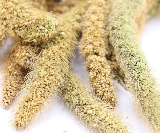 Herbimals Herbimals Vossenstaartgierst - 100 gram Herbimals Herbimals Vossenstaartgierst - 100 gram