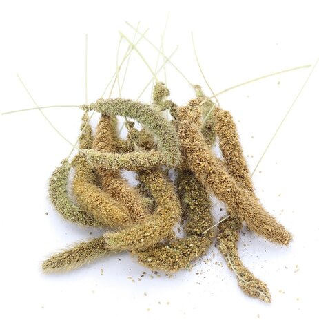 Herbimals Herbimals Vossenstaartgierst - 100 gram Herbimals Herbimals Vossenstaartgierst - 100 gram