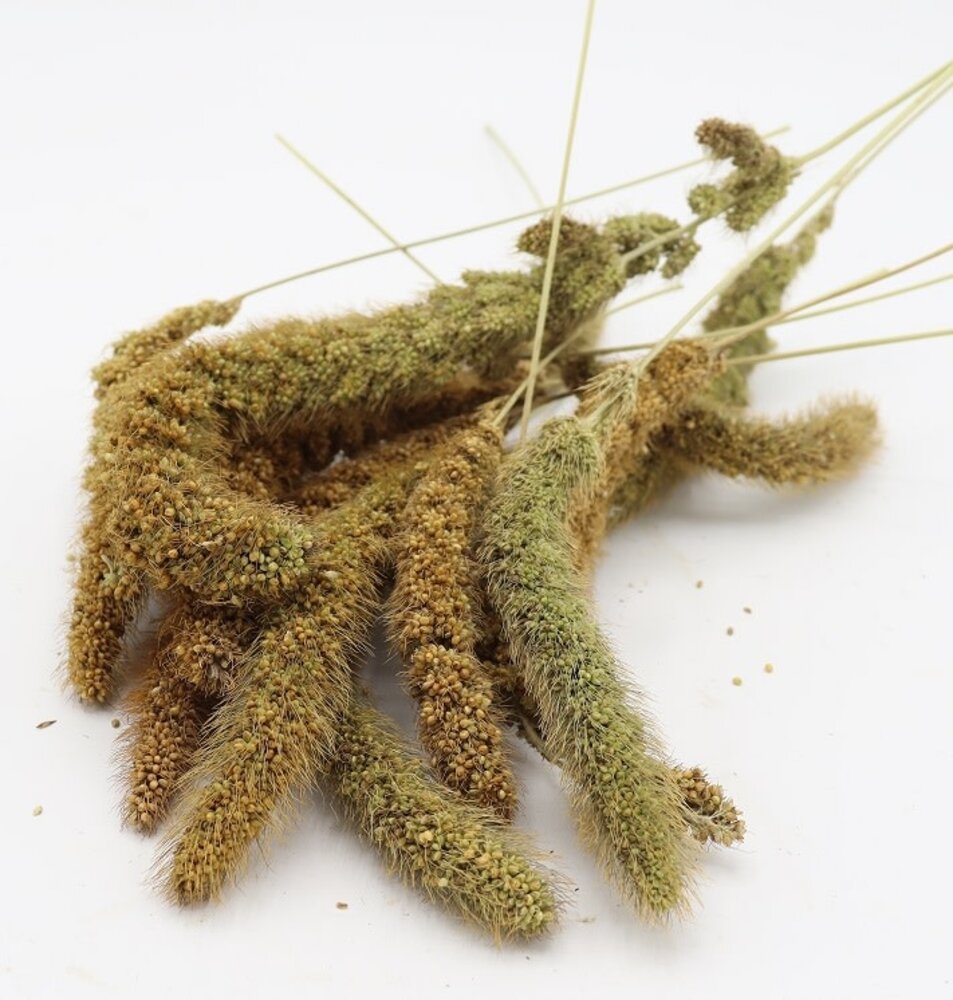 Herbimals Herbimals Vossenstaartgierst - 100 gram Herbimals Herbimals Vossenstaartgierst - 100 gram