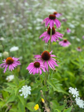 Herbimals Herbimals Daucus Mix - grof