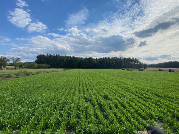 Herbimals Herbimals Daucus Mix - grof