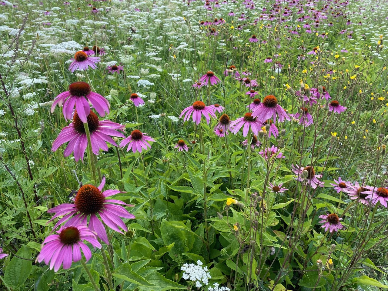 Herbimals Herbimals Daucus Mix - grof