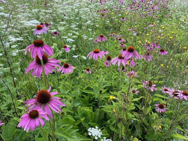 Herbimals Herbimals Daucus Mix - grof