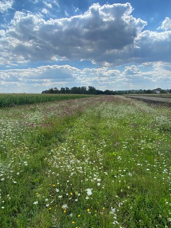 Herbimals Herbimals Daucus Mix - grof