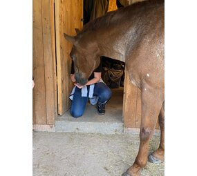 Kruidenbar paard - pony - ezel Kruidenbar paard - pony - ezel