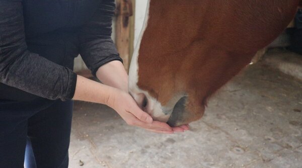 Herbimals Losse Herbimals Kruidenbox - Maandbox - Paard vanaf 400 kilo Herbimals Losse Herbimals Kruidenbox - Maandbox - Paard vanaf 400 kilo