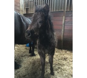 Herbimals Losse Herbimals Kruidenbox - Mini Pony tot 200-250 kilo Herbimals Losse Herbimals Kruidenbox - Mini Pony tot 200-250 kilo