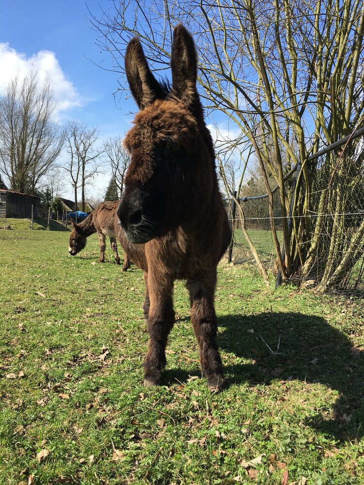 Herbimals Losse Herbimals Kruidenbox - Maandbox - Ezel Herbimals Losse Herbimals Kruidenbox - Maandbox - Ezel