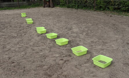 Zelfselectie bij dieren