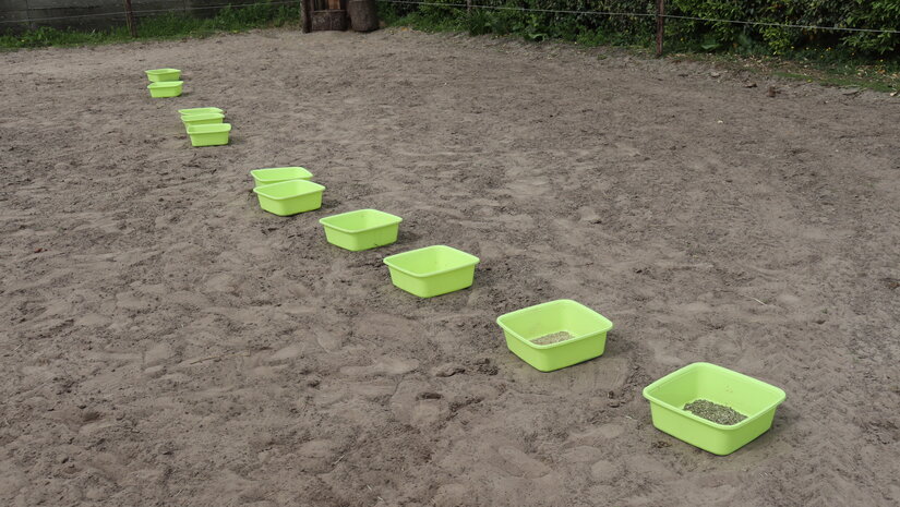 Zelfselectie bij dieren