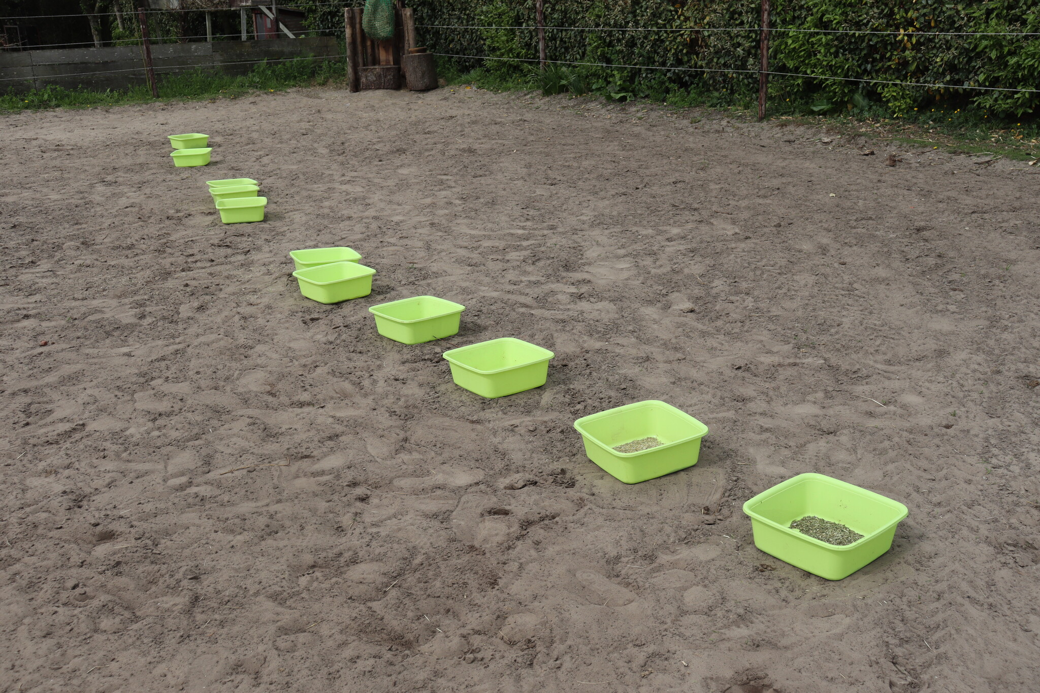 Zelfselectie bij dieren