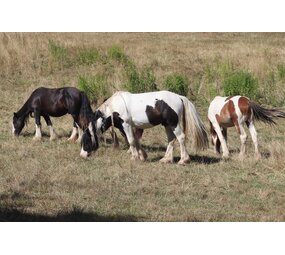 Webinar Kruiden Verdieping Paard Webinar Kruiden Verdieping Paard