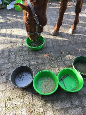 Webinar Kruiden voor Dieren - BASIS Webinar Kruiden voor Dieren - BASIS