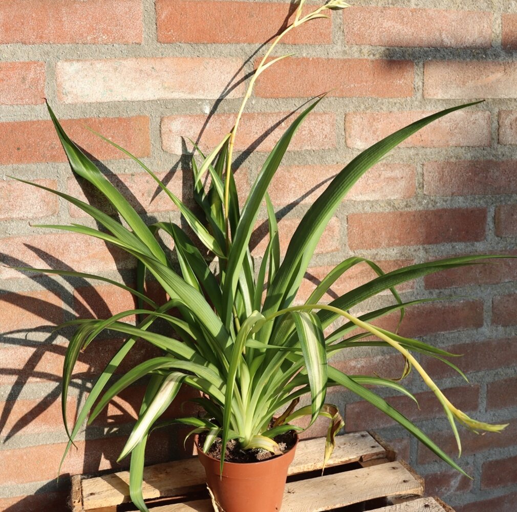 Biologische Graslelie Plant - Chlorophytum comosum Biologische Graslelie Plant - Chlorophytum comosum