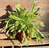 Biologische Paardenbloem Plant - Taraxacum officinale Biologische Paardenbloem Plant - Taraxacum officinale