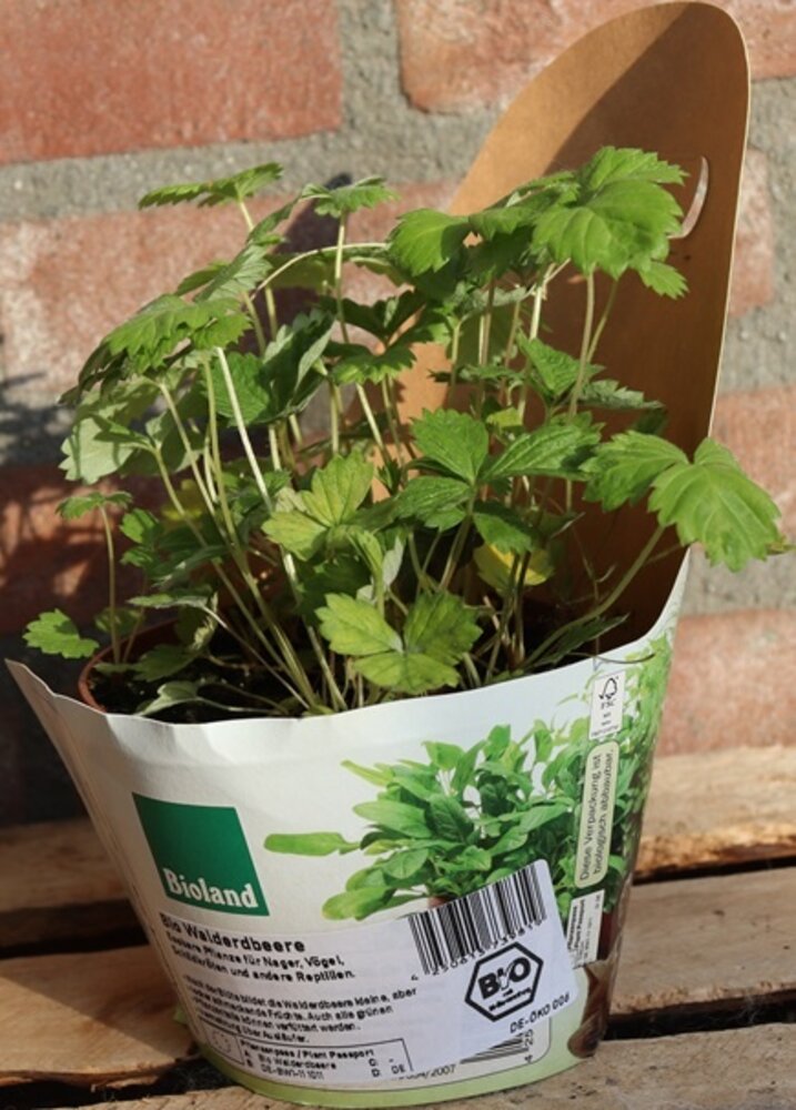 Biologische Wilde Aardbei Plant - Fragaria vesca Biologische Wilde Aardbei Plant - Fragaria vesca