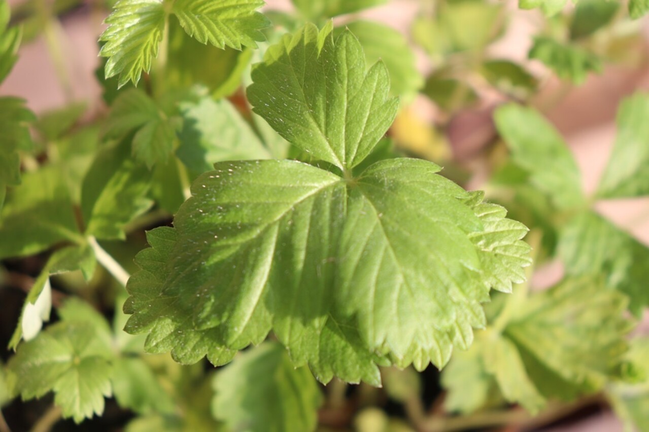 Biologische Wilde Aardbei Plant - Fragaria vesca Biologische Wilde Aardbei Plant - Fragaria vesca