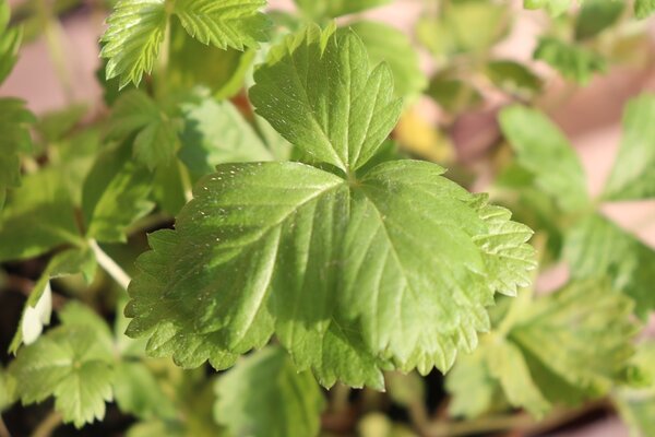 Biologische Wilde Aardbei Plant - Fragaria vesca Biologische Wilde Aardbei Plant - Fragaria vesca