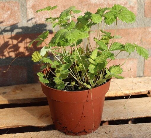 Biologische Wilde Aardbei Plant - Fragaria vesca Biologische Wilde Aardbei Plant - Fragaria vesca