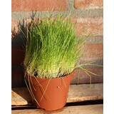 Biologische Zwenkgras Plant - Kattengras fijn - Festuca gautieri Biologische Zwenkgras Plant - Kattengras fijn - Festuca gautieri