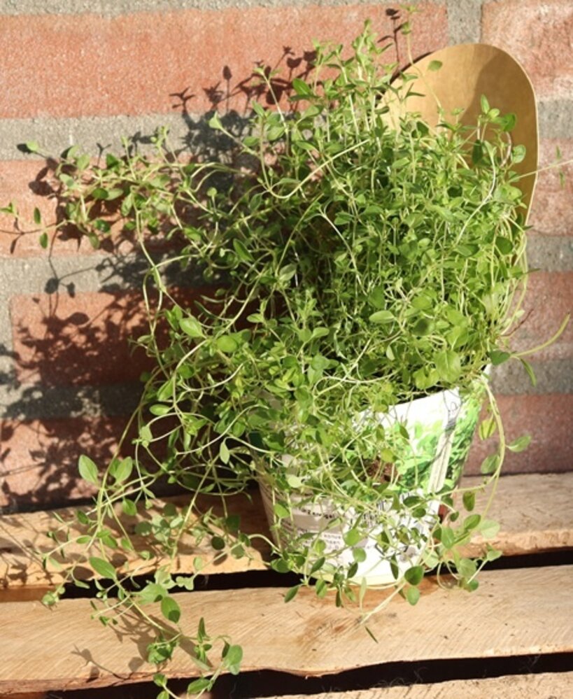 Biologische Tijm Plant - Thymus vulgaris Biologische Tijm Plant - Thymus vulgaris