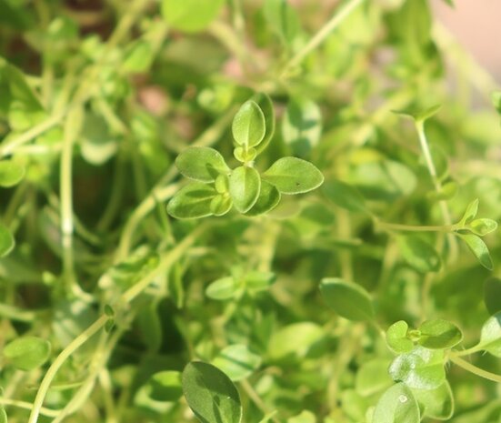 Biologische Tijm Plant - Thymus vulgaris Biologische Tijm Plant - Thymus vulgaris