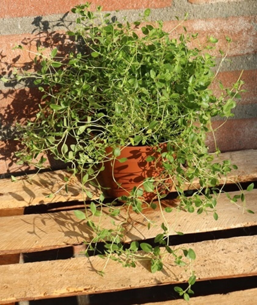 Biologische Tijm Plant - Thymus vulgaris Biologische Tijm Plant - Thymus vulgaris